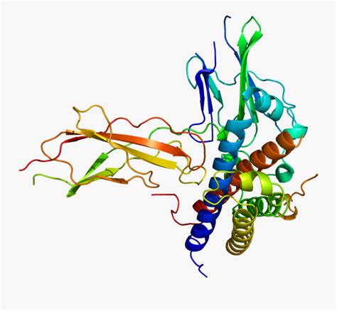 Webmd explains the uses, risks, and side effects of human growth hormone. Structure Of The Growth Hormone Receptor Protein Clipart ...