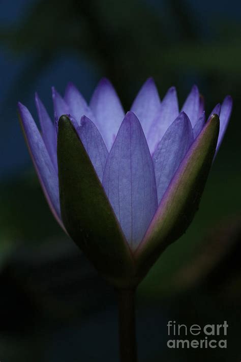 Midnight Water Lily Photograph By Judy Whitton