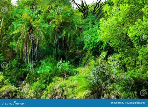 Jungle Bush Trees Background In Africa Tsavo West Kenya Stock Image