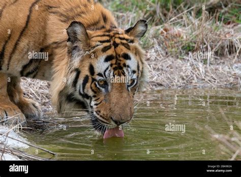 Inde Madhya Pradesh Parc National De Bandhavgarh Tigre Du Bengale