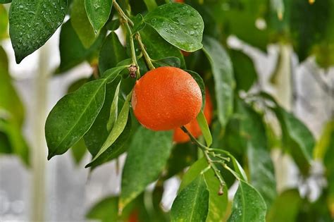 Orange Orange Tree Citrus Fruit Fruit Vitamins Healthy Nutrition