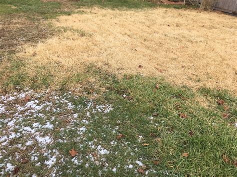 The best way to kill bermuda grass is to choke it out, solarize it, or use a selective herbicide. Getting rid of Zoysiagrass or Bermuda grass (lawns, landscape, grown) - Garden -Trees, Grass ...