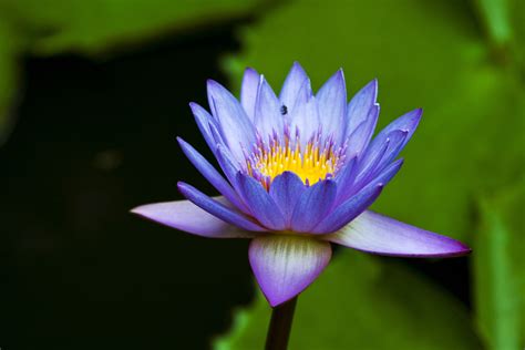 Water Lily Wallpapers Images Photos Pictures Backgrounds