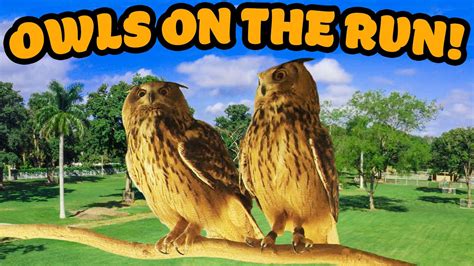 Meet Our European Eagle Owls Bird Adventures At Hls Menagerie