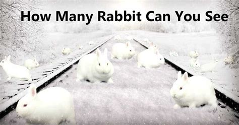 How Many Rabbit Can You See
