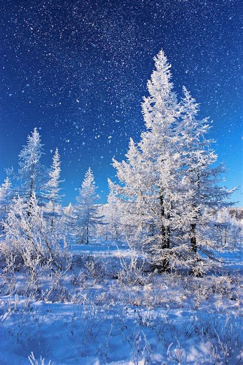 Snow Covered Trees On Snow Covered Ground On A Snowy Weather · Free