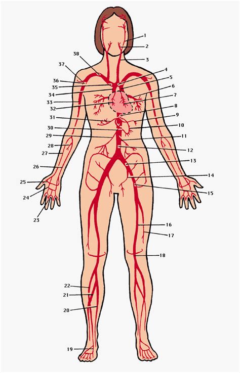 Webgl is required (google chrome recommended). Principal ARTERIES of the Human Body -- For names to each ...