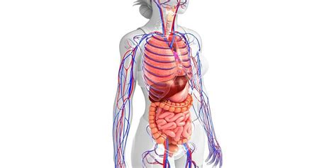 Anatomi Tubuh Manusia Ini Sistem Dan Fungsinya