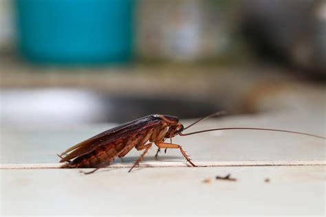 Robaki w Domu Jak Skutecznie Zlikwidować Insekty Domowe