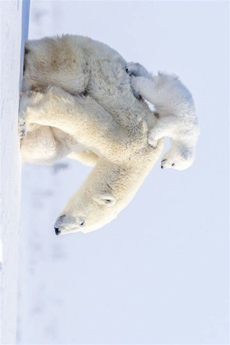 Polar Bear Images Baby Polar Bears Wolf Spirit Animal Bear Hugs