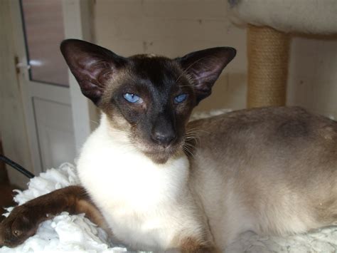 Seal Point Siamese Cats