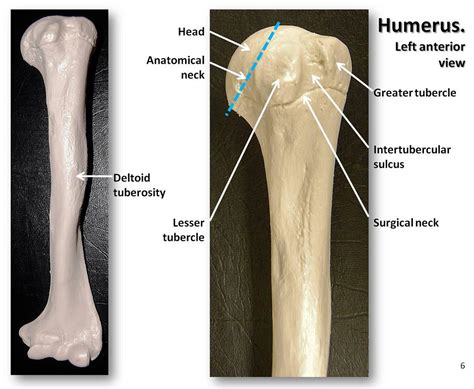 Humerus Anterior View With Labels Appendicular Skeleton Visual Atlas