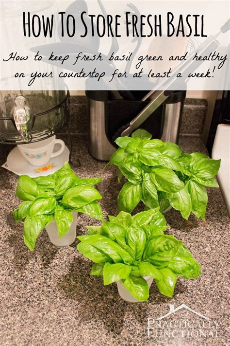 We did not find results for: How To Store Fresh Basil - Practically Functional ...