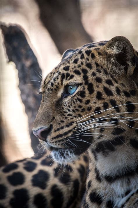 Zoo, spot, profile and wallpaper HD photo by Uriel Soberanes