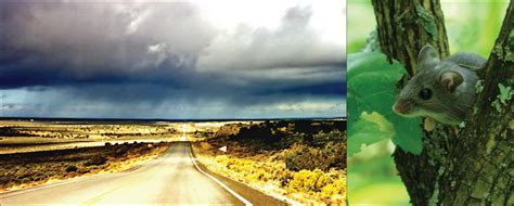 Transmission electron micrograph of sin nombre orthohantavirus. Ecology of Ecosystems | Boundless Biology