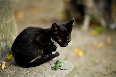 Black Cat Sitting On Gray Concrete Ledge · Free Stock Photo