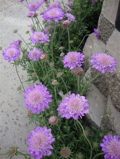 Photo Of Pincushion Flower Scabiosa Columbaria Butterfly