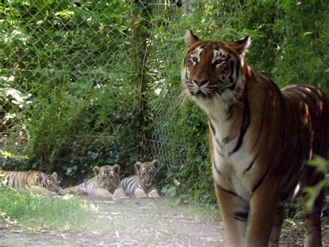 2014 Tigress And Cubs 2 By Lena Panthera On Deviantart