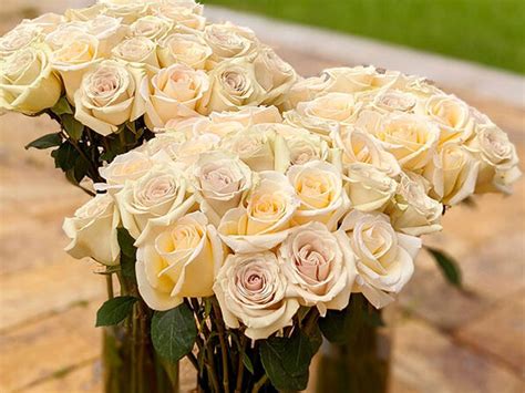 Get 2 Dozen Cream Roses For Your Valentine For Only 4999 Shipped