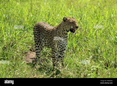 Big Five African Leopard Panthera Pardus Standing And Stalking In The