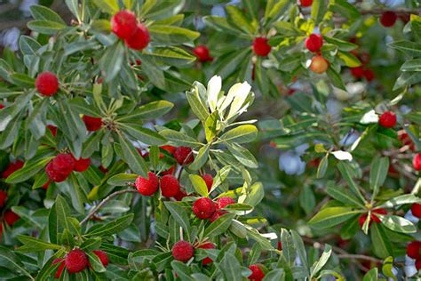 290 Ripe Waxberry Red Bayberry Stock Photos Pictures And Royalty Free