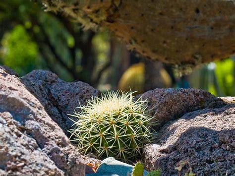 Small Barrel Cactus Flickr Photo Sharing