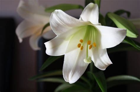 Peace lilies are one of the most popular varieties of houseplants. Easter Lilies Can Kill Your Cat - Signs to Watch for in ...