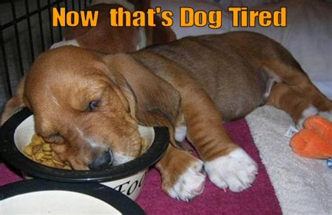 Now Thats Dog Tired