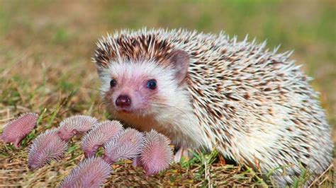 Mommy Hedgehog Giving Birth At Home To Many Cute Babies Animal Giving