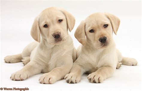 Labrador puppies get new toys! Cute Puppy Dogs: labrador retriever puppies