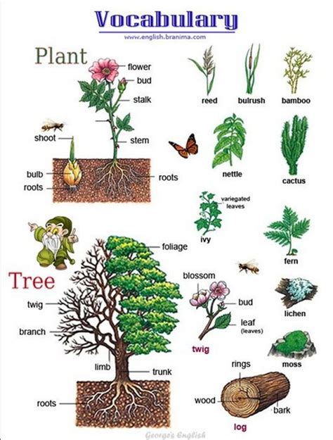 Plants Vocabulary Diagram Quizlet