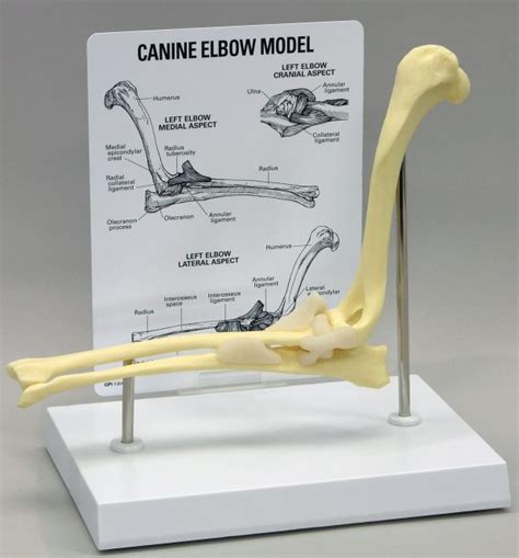 Canine Elbow Model By Gpi Anatomicals