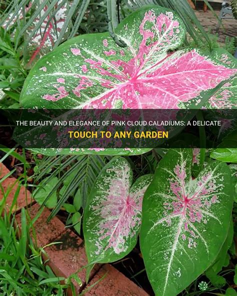 The Beauty And Elegance Of Pink Cloud Caladiums A Delicate Touch To