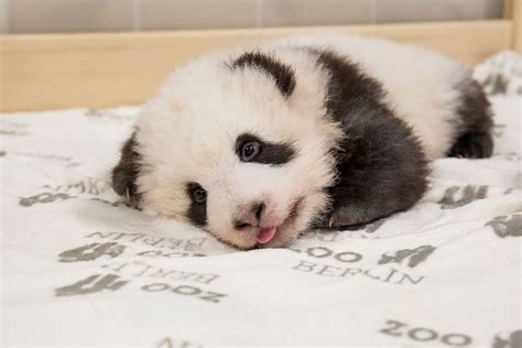 Twice As Cute Berlin Zoo Releases New Photos Of Growing Baby Panda
