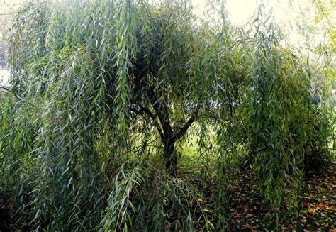 Golden Weeping Willow Salix × Sepulcralis Var Chrysocoma Growing