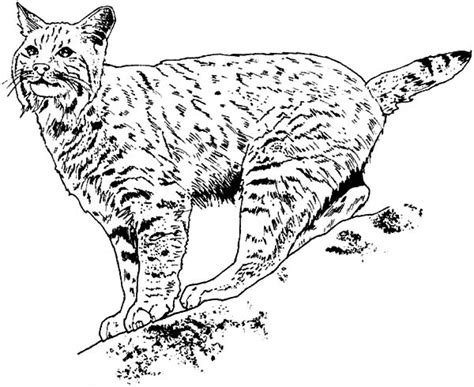 Bobcat Keep His Eyes On His Prey Coloring Pages Best Place To Color