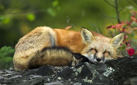 Find best fox wallpaper and ideas by what type of fox wallpapers are available? fox cute - HD Desktop Wallpapers | 4k HD