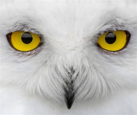 Look Into My Eyes Animals Beautiful Owl Eyes Owl