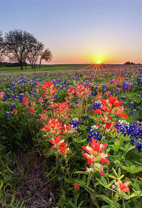 Texas Wildflower Bluebonnet And Indian Paintbrush Field At Su