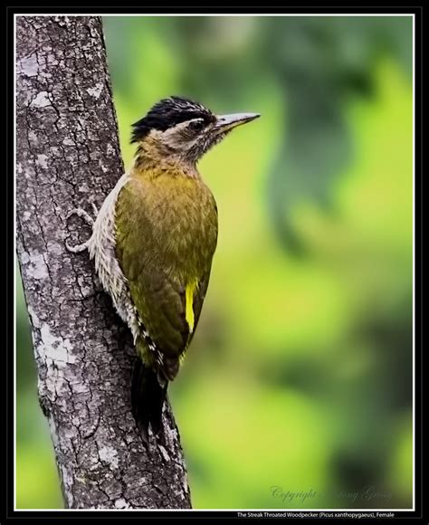 The Streak Throated Woodpecker Female A Lucky Find And Sho Flickr