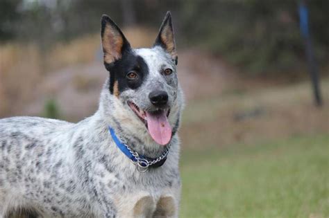 Sydney Australian Cattle Dog Blue Heeler Adult Adoption Rescue For