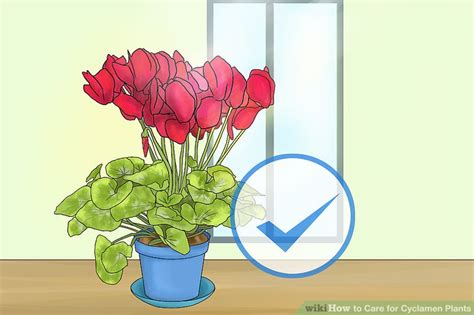 3 Ways To Care For Cyclamen Plants Wikihow