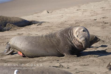 Elephant Seal Mirounga Angustirostris Piedras Blancas San Simeon California