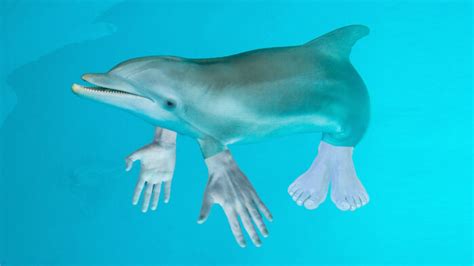 If Dolphins Had Thumbs They Would Probably Destroy Us All Says