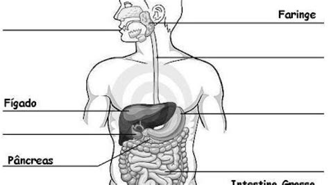 Imagem Do Sistema Digestório Para Colorir Imagem Do Sistema Digestório
