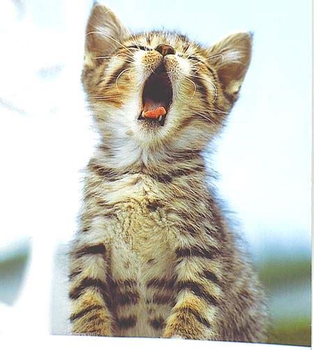 Funny Cat Pictures Yawning