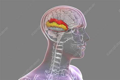 Human Brain With Highlighted Temporal Gyri Illustration Stock Image