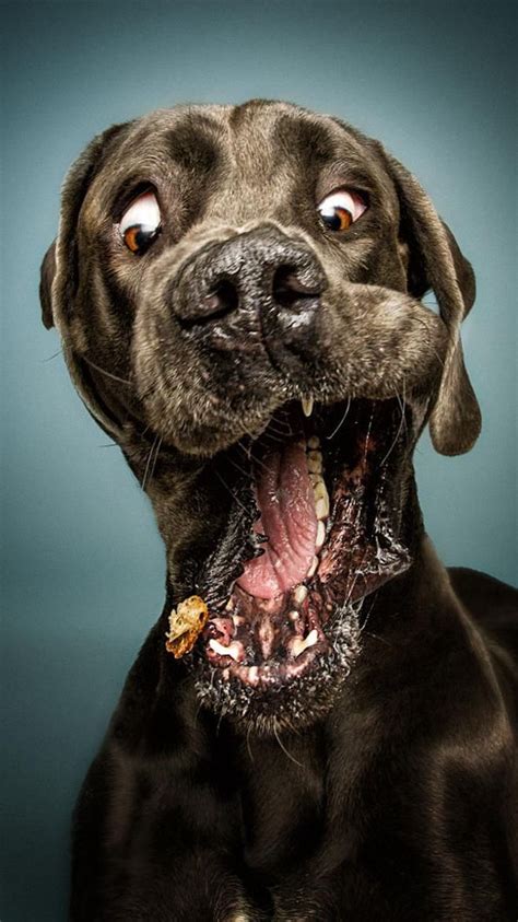 This Photographer Captures Dogs As Theyre About To Catch Treats The