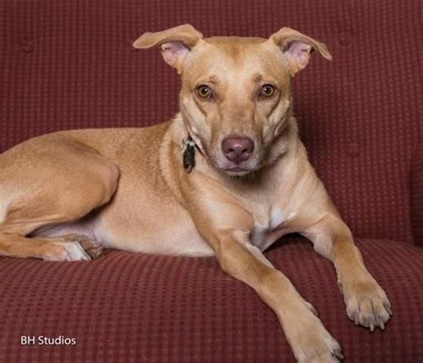 The animal inn is conveniently located near the las vegas strip hotels, casinos and mccarran (las) airport. Adopt Linda on | Dog boarding near me, Dog boarding, Animals