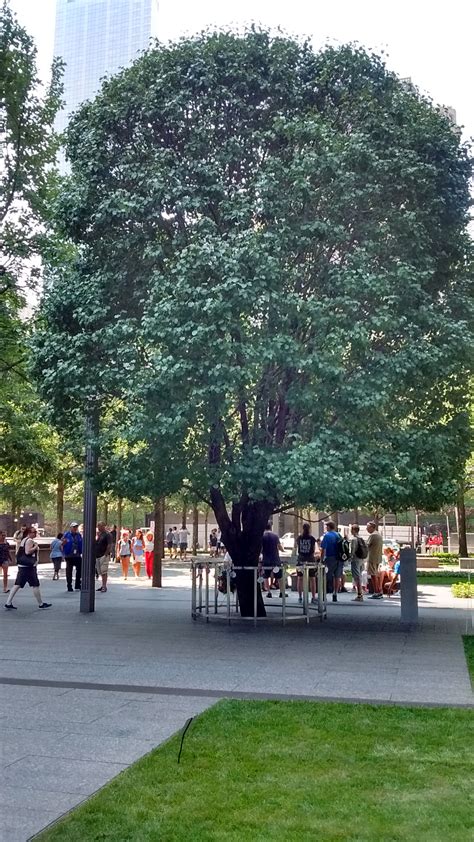 The Survivor Tree At The 911 Memorial In New York Ambitiousmamas